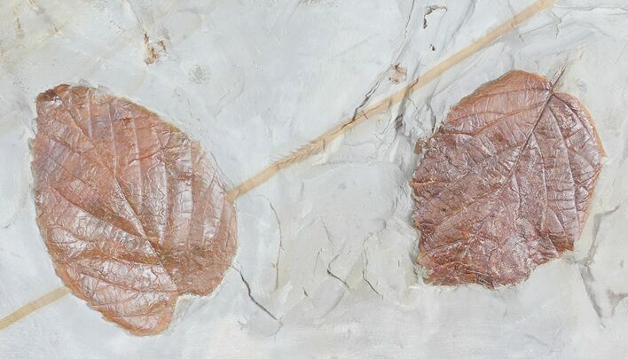Two Nice Fossil Leaves (Davidia & Rutaceae?) - Montana #55136